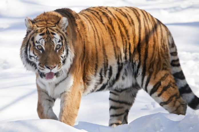 Come Si Chiama La Tigre Di Jasmine