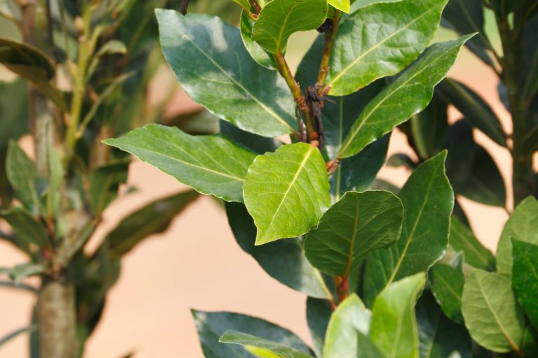Pediluvio naturale con acqua e sale grosso: come farlo e quali sono i