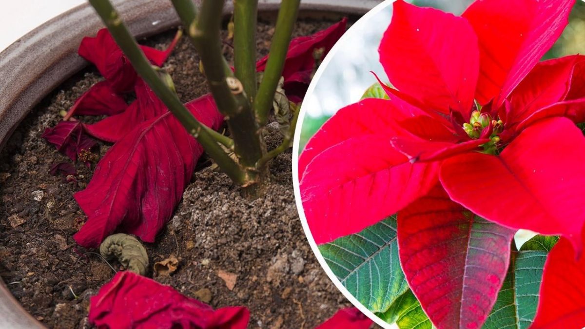 Fertilizzante Per Fragole E Lamponi - Ad Alto Rendimento - Per 350 Litri D'Acqua