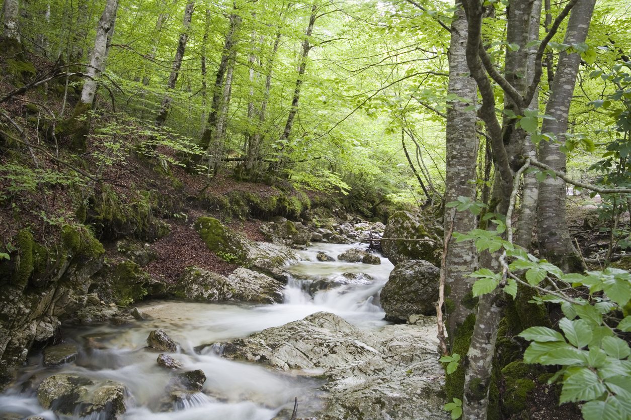 Le Riserve Naturali Integrali In Italia Cosa Sono E Dove Si Trovano 