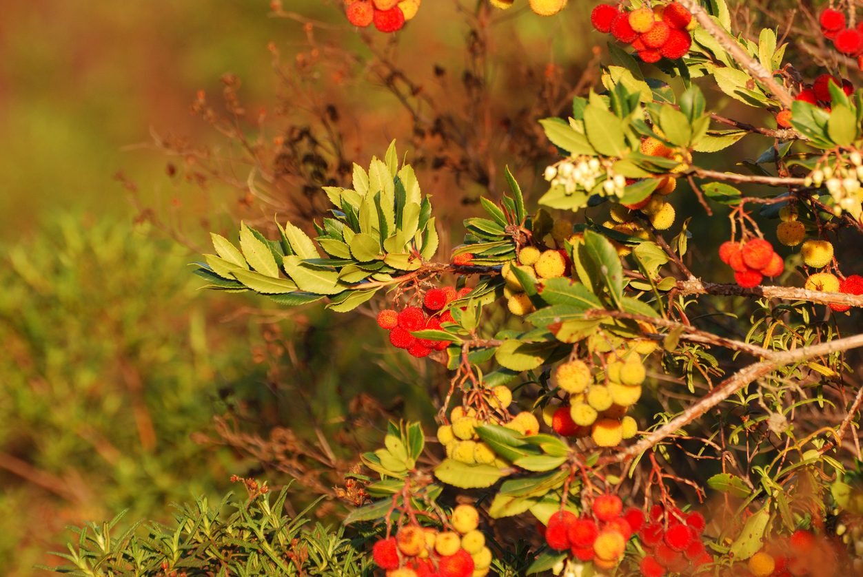 Proprietà del Corbezzolo la pianta tricolore simbolo dell'Italia Ohga!