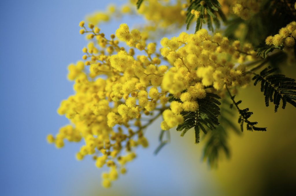 Mimosa il significato del fiore Ohga! Mimosa il significato del fiore Ohga!