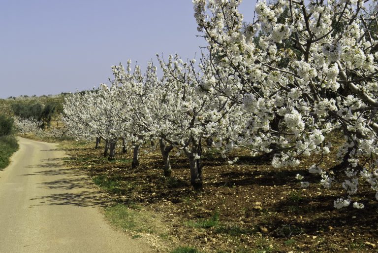 Villanova Sull'arda Ciliegi In Fiore 2022