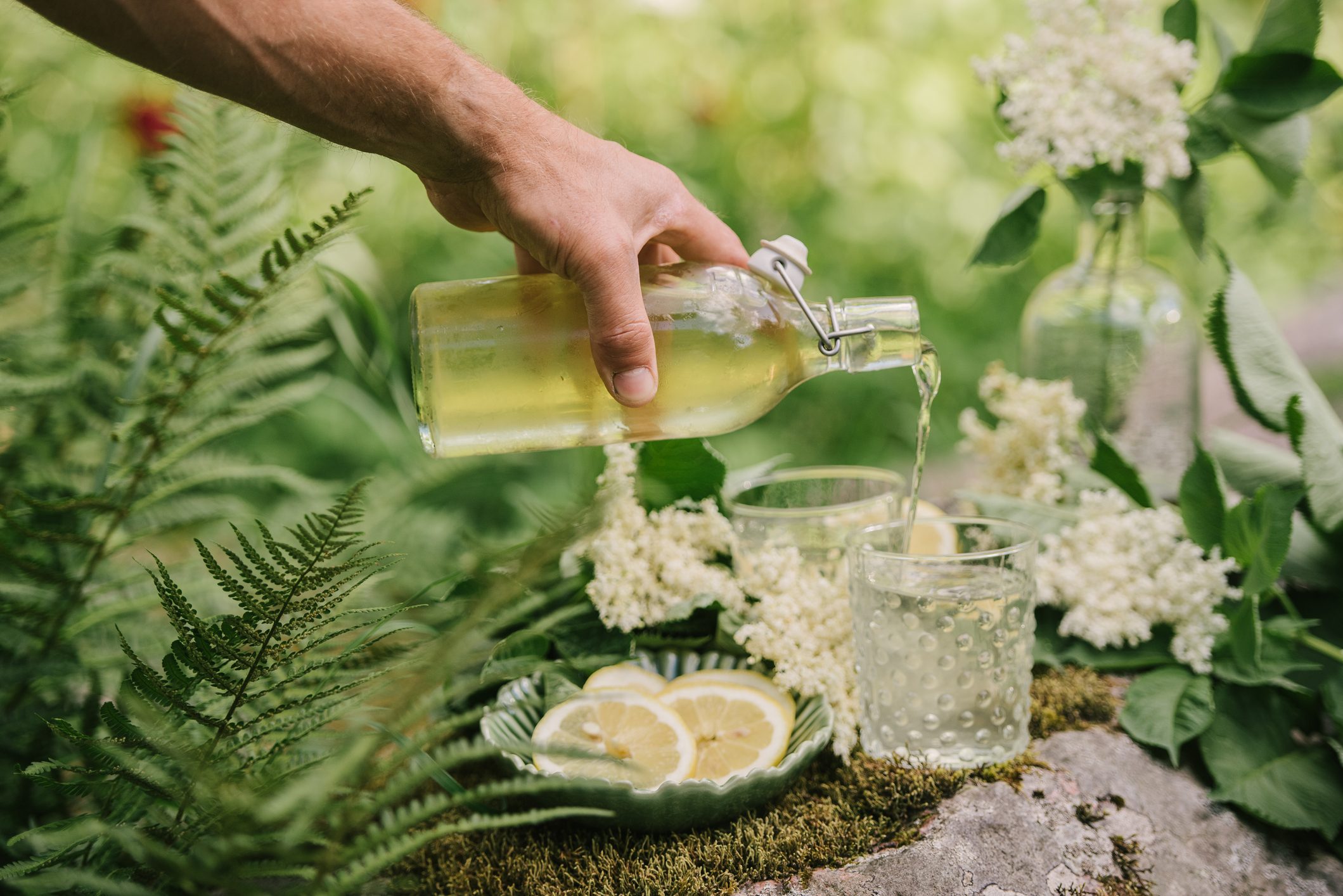 Fiori di sambuco quali sono le loro proprietà? Ohga!