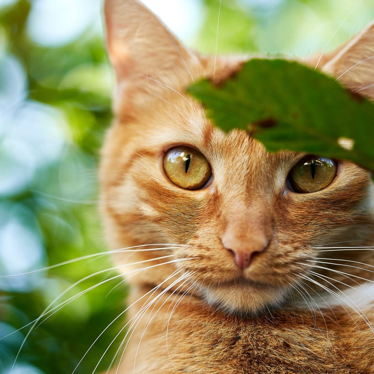 Scoperto In Corsica Il Gatto Volpe Potrebbe Essere Una Nuova Specie Di Gatto Selvatico Ohga