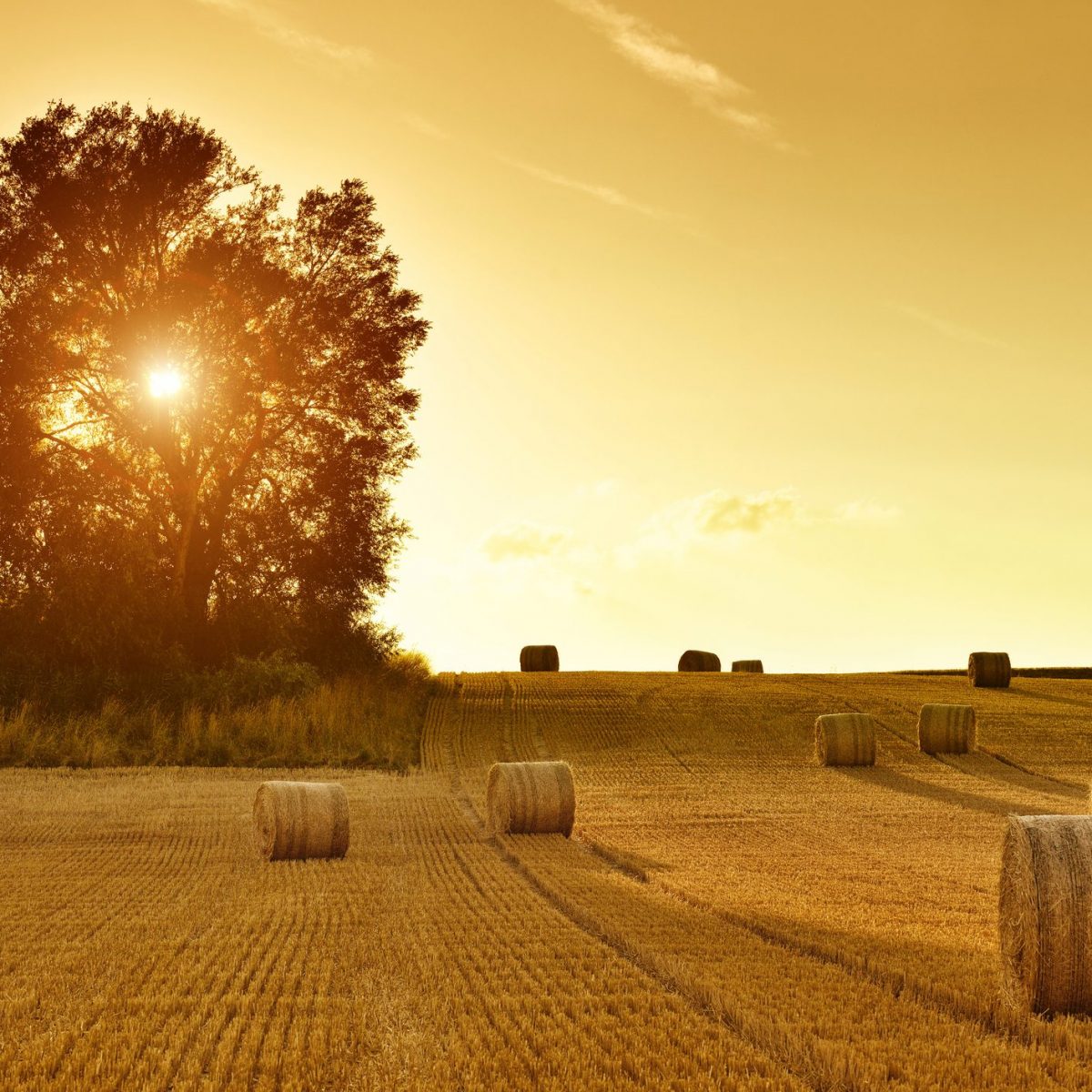 Frasi Sul Tramonto Ohga