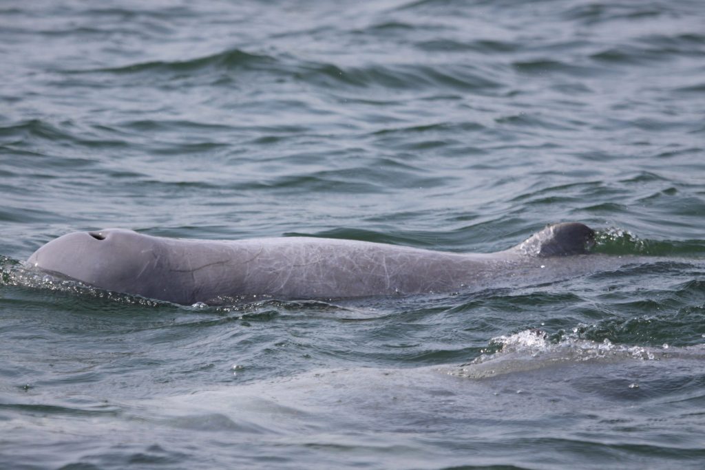 Il Delfino Di Fiume Come Si Chiama