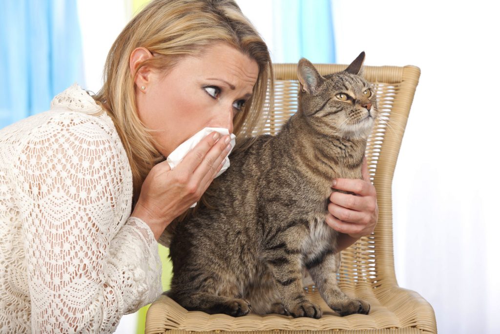 Allergia al gatto ecco il vaccino (per i gatti) Ohga! Allergia al gatto ecco il vaccino (per i gatti) Ohga!