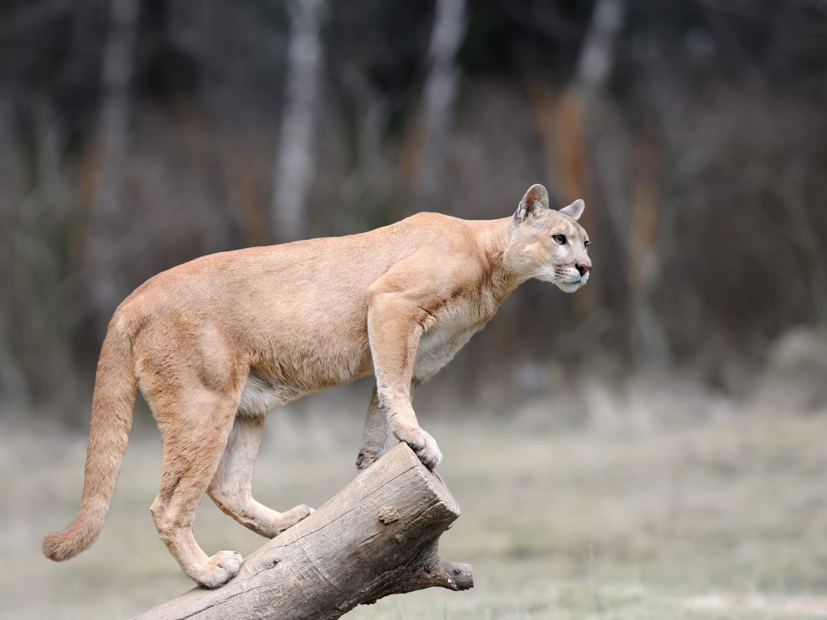 animali puma animali puma