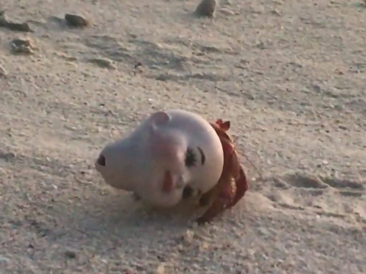 Paguro Bernardo Sapere It