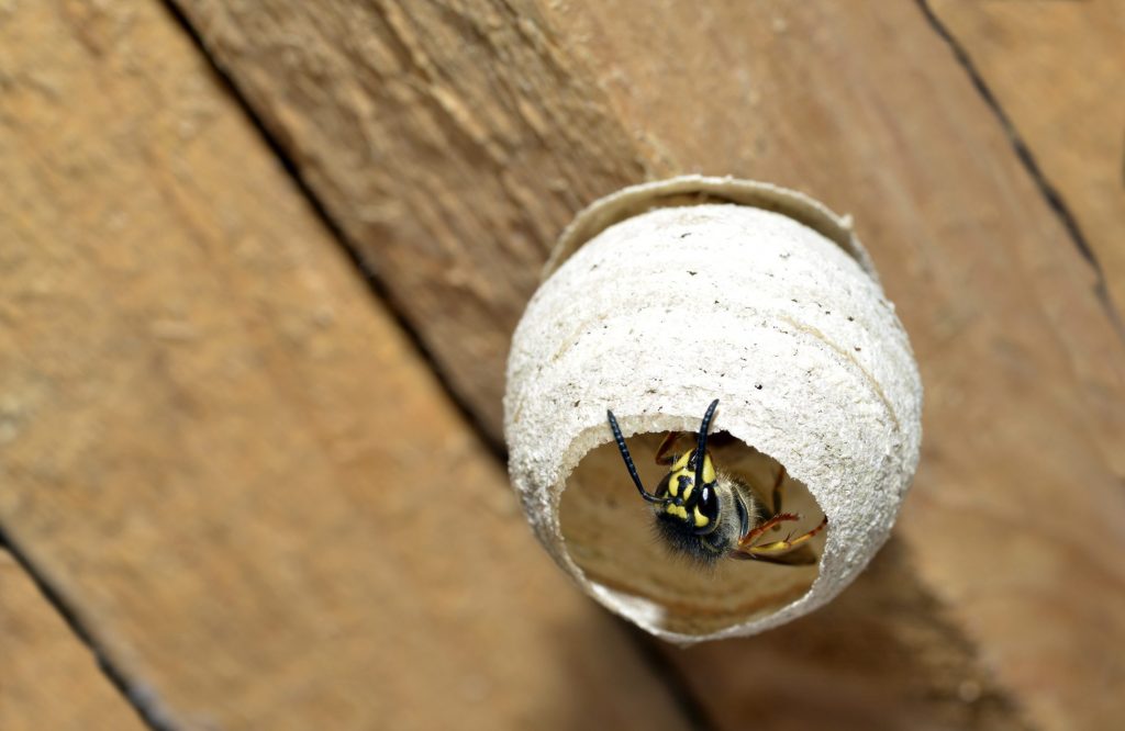 Come eliminare un nido di vespe da casa tua con fumo, aceto e menta piperita Ohga! Come eliminare un nido di vespe da casa tua con fumo, aceto e menta piperita Ohga!