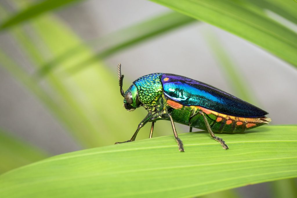 Gli insetti iridescenti confondono i predatori
