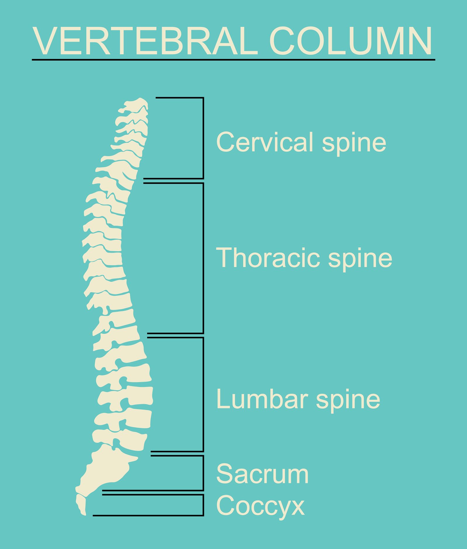 Da Quante Vertebre è Composta La Colonna Vertebrale