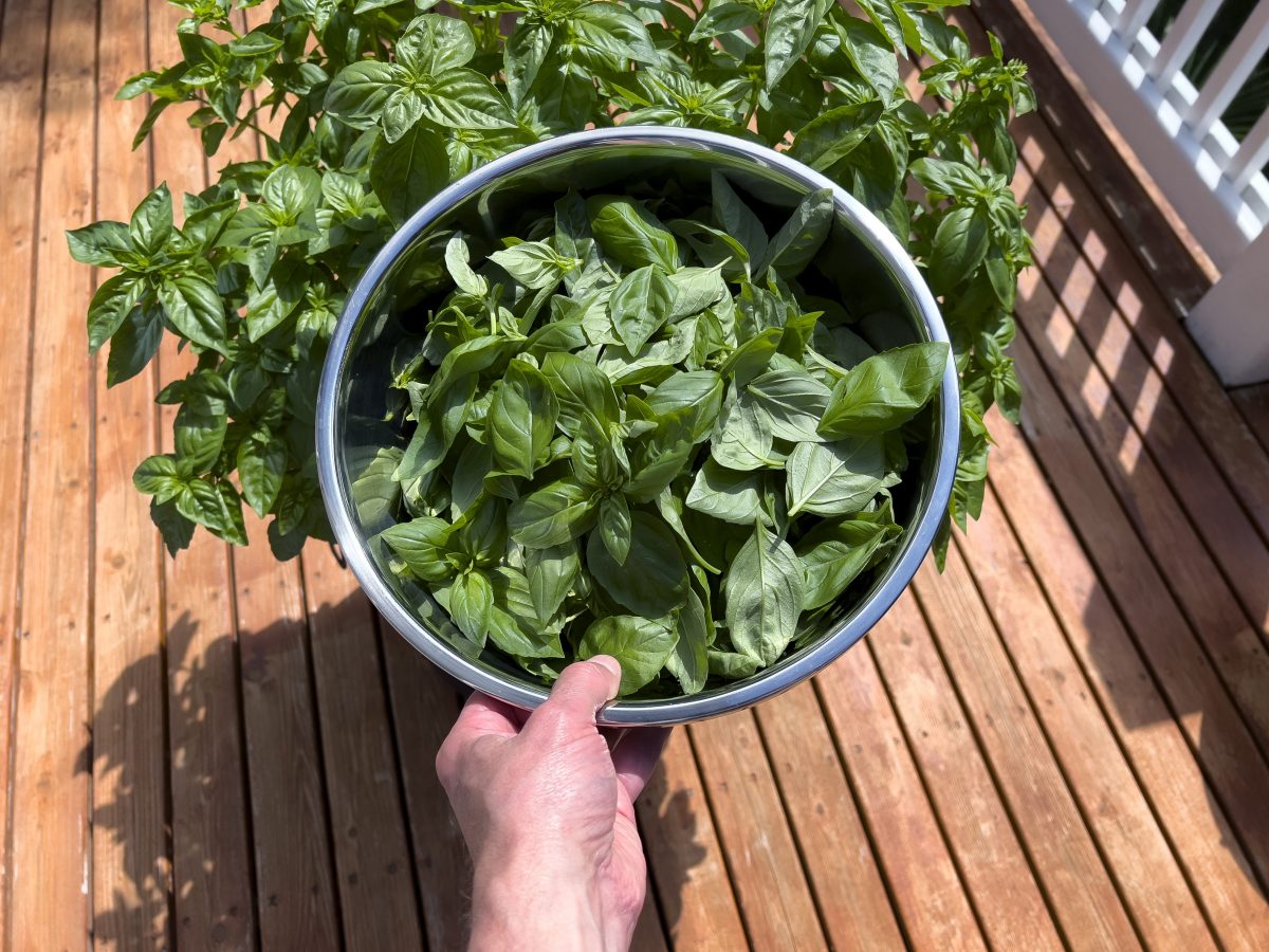 Pesto alla genovese fatto in casa ricetta veloce con frullatore Ohga!