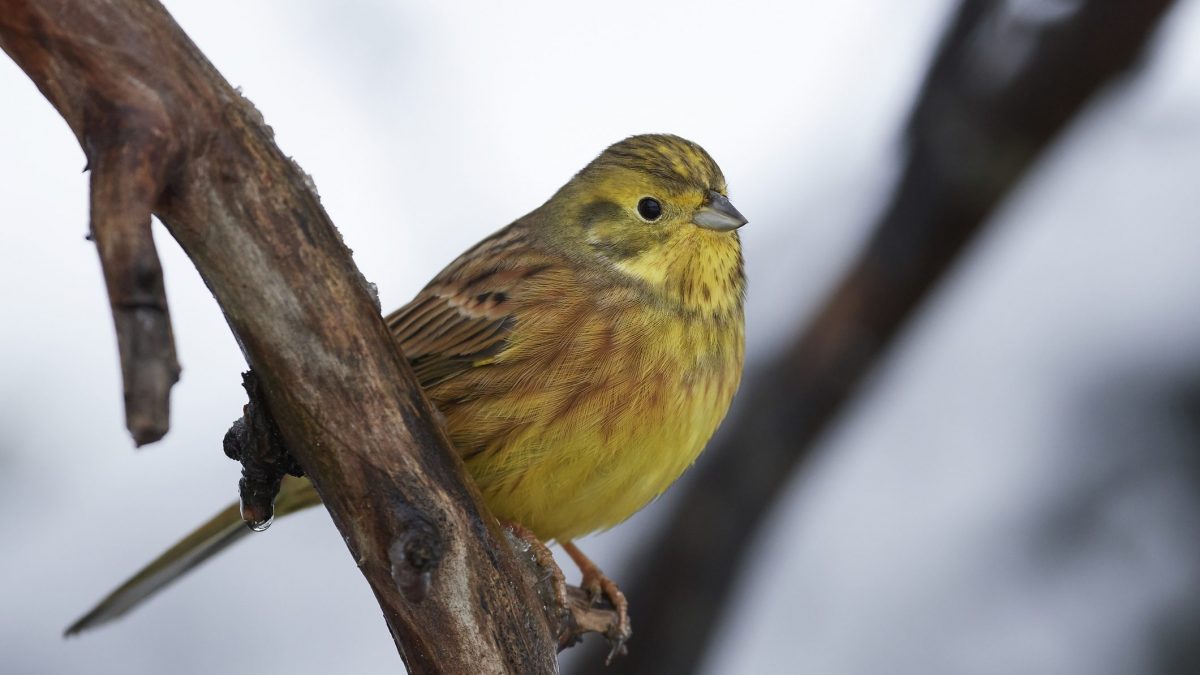 Lo Zigolo Giallo Si Fa Vedere In Piemonte La Specie E A Rischio Ohga