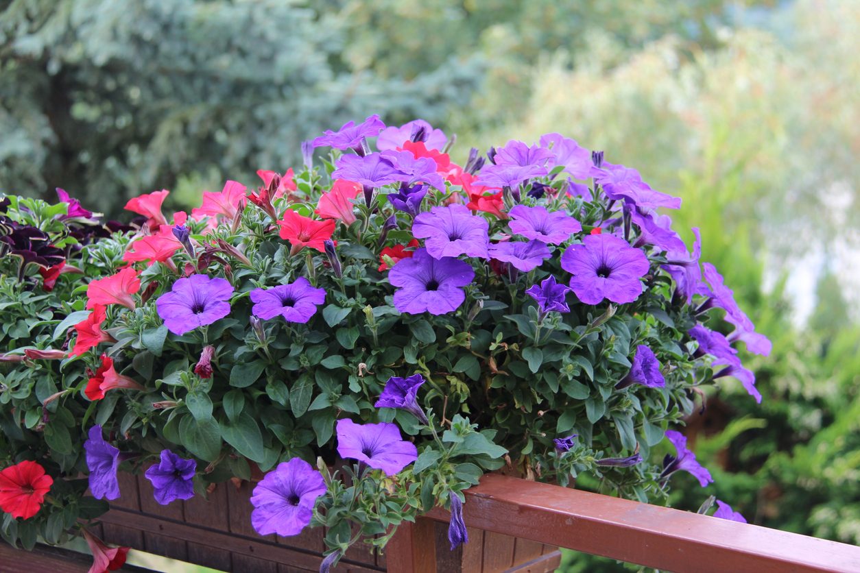 Copertura in Vetro Trasparente per Fiori Conservati con Tappo in