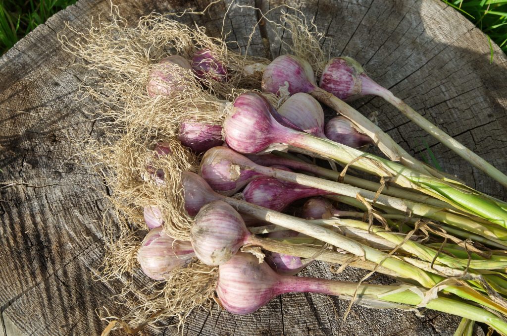 Come Allontanare Le Lucertole Dal Balcone