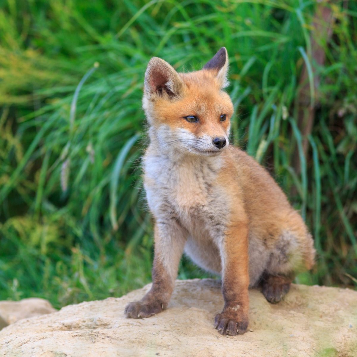 Cucciolo Di Volpe Ferito Probabilmente Da Un Branco Di Randagi A Rieti Ohga