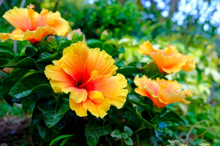 Il Fiore Perfetto è Una Cosa Rara