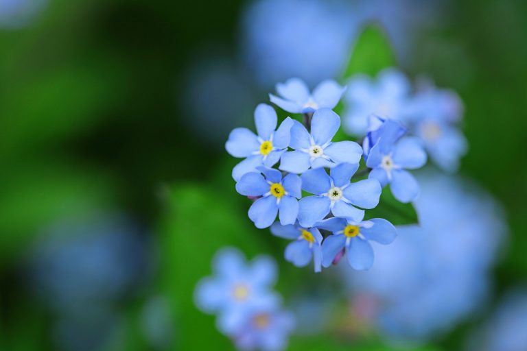 Non ti scordar di me (Myosotis) storia, significato e leggende Ohga!