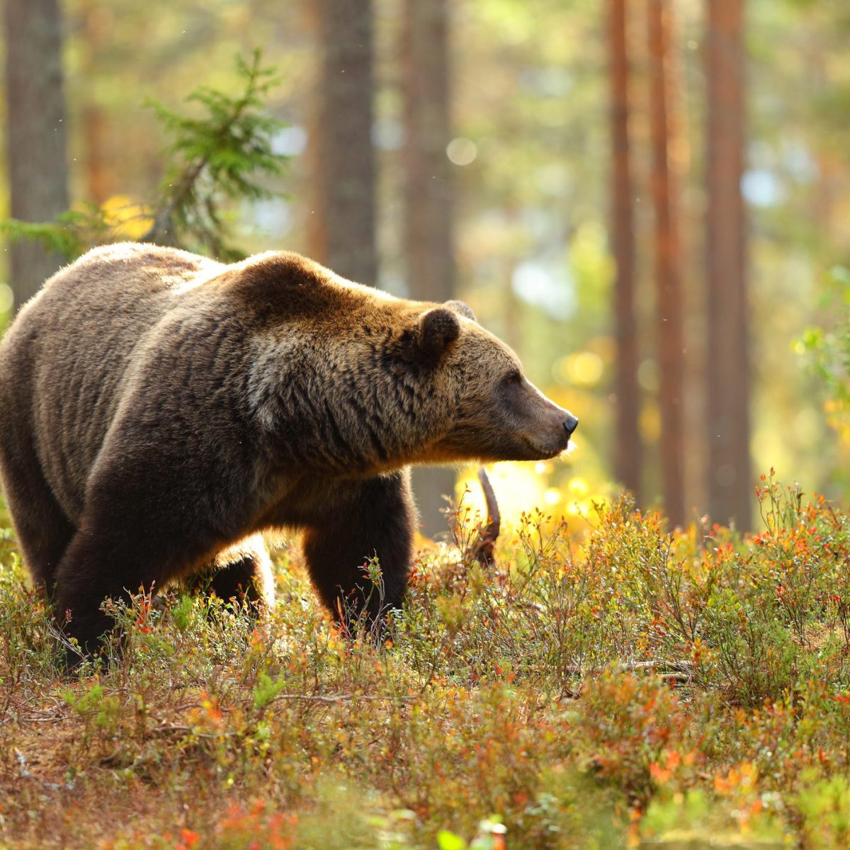 Cos E Life Ursus Il Progetto Che Ha Reintrodotto L Orso Bruno In Trentino E Sulle Alpi Centrali Ohga