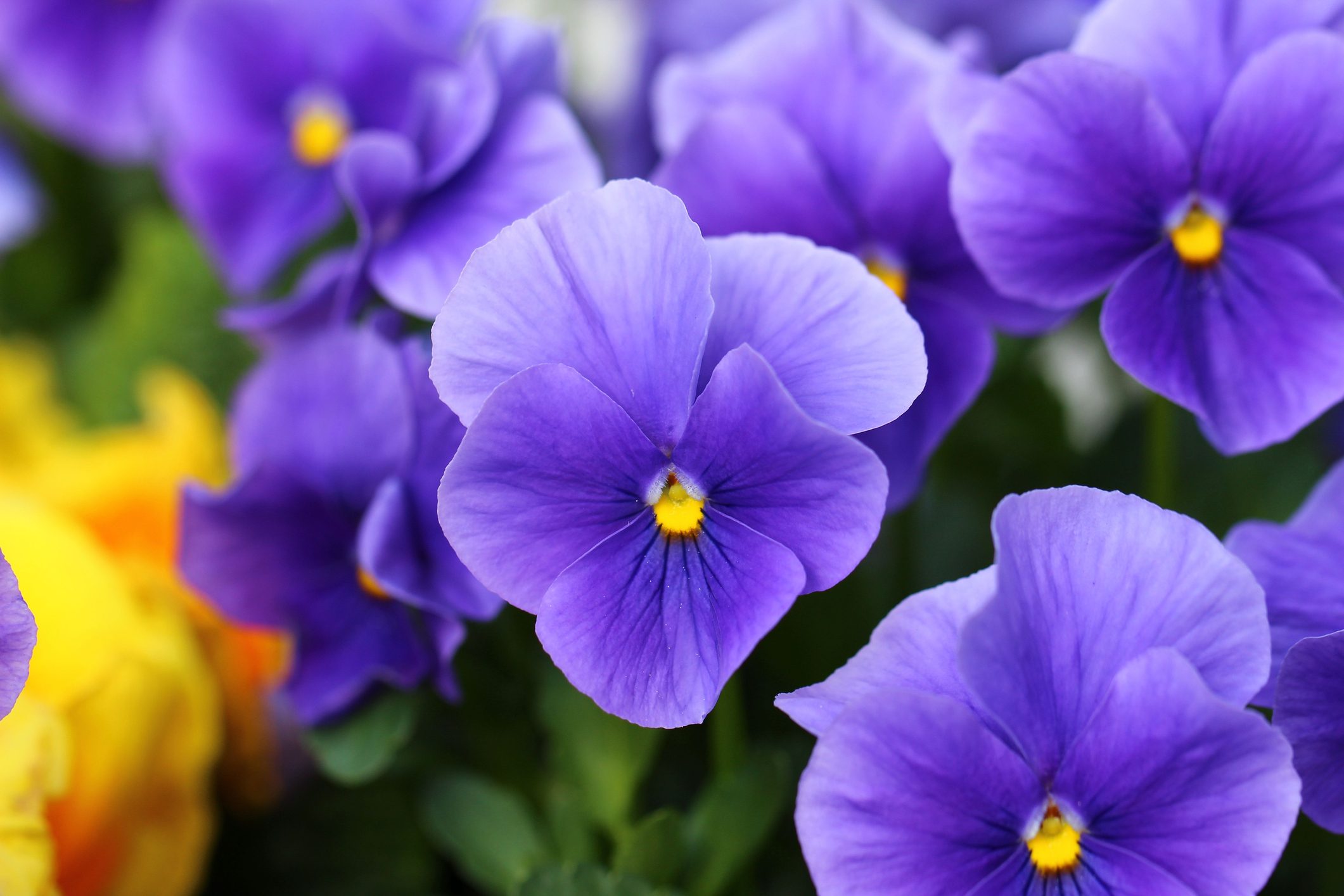 Viola Del Pensiero Pens e Come Coltivarla In Casa E In Giardino Ohga Viola Del Pensiero Pens e Come Coltivarla In Casa E In Giardino Ohga
