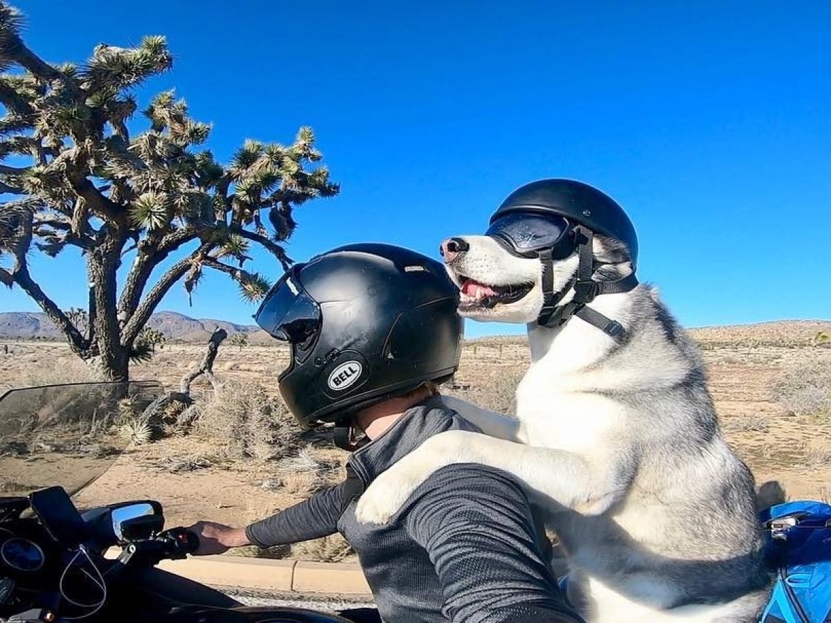 In viaggio sulla moto in compagnia del suo cane, la storia dell'amicizia  tra Michael e l'husky Sox | Ohga!
