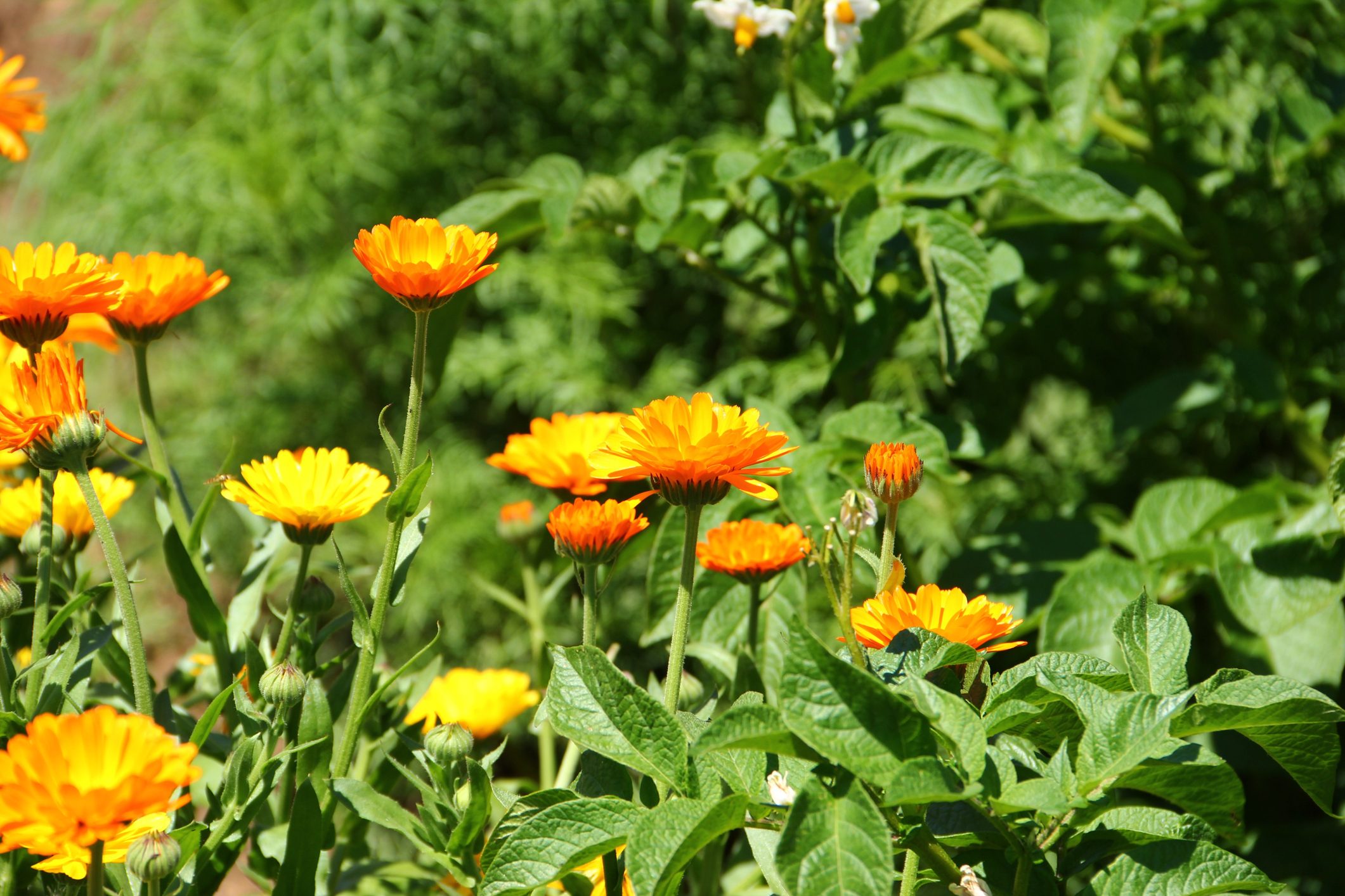 Fiori Artificiali Di Calendula Arancione In Seta Con Steli Flessibili - Confezione Da 200 Rametti Per Decorazioni Diwali, Ghirlande Fai Da Te E Composizioni Floreali Per La Casa