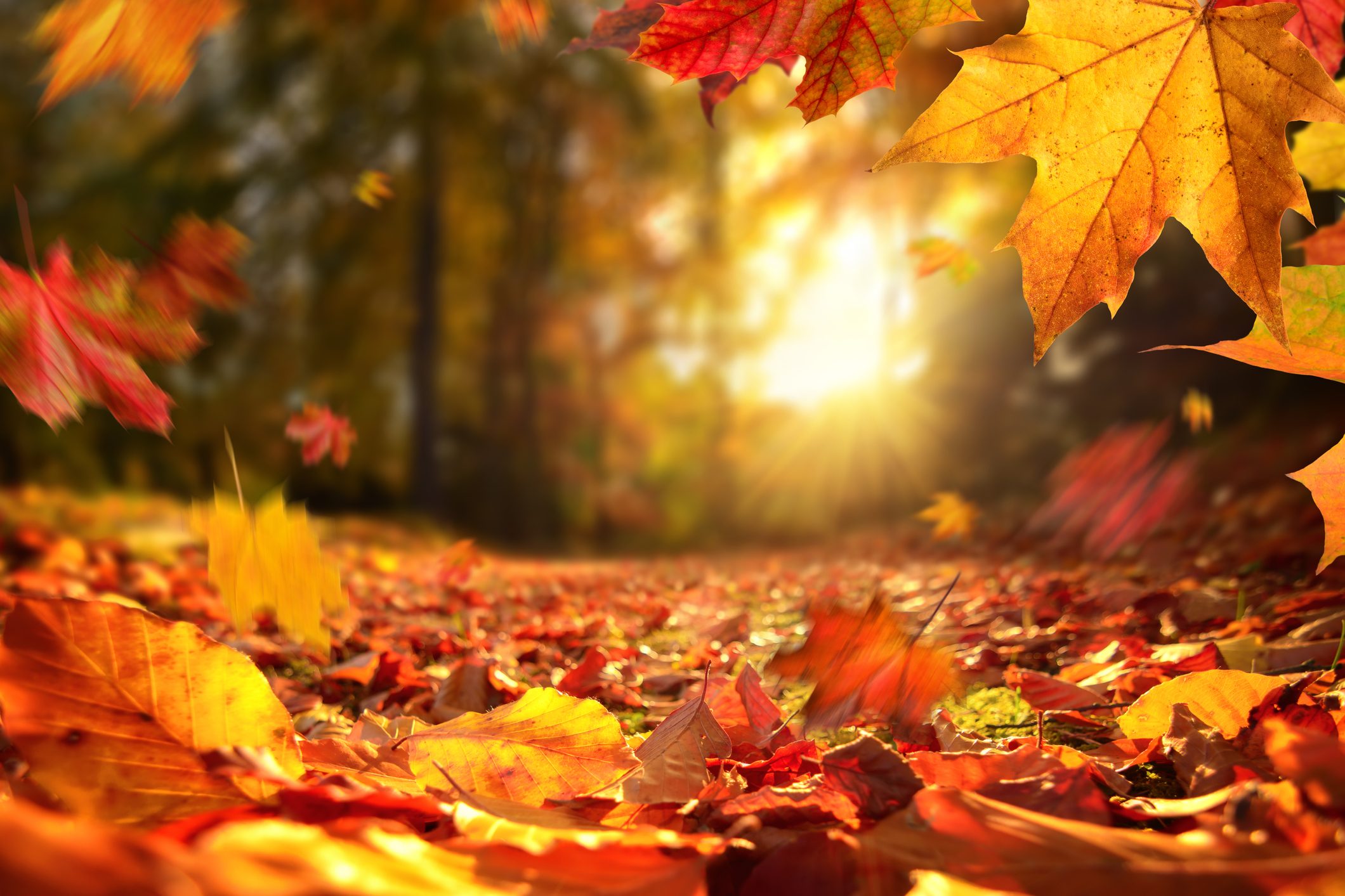 I Benefici Del Foliage In Autunno Allevia Lo Stress E Combatte La I Benefici Del Foliage In Autunno Allevia Lo Stress E Combatte La