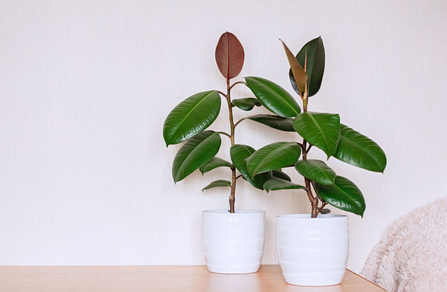 La plante d'intérieur qui absorbe l'humidité et purifie l'air Jardin — free download