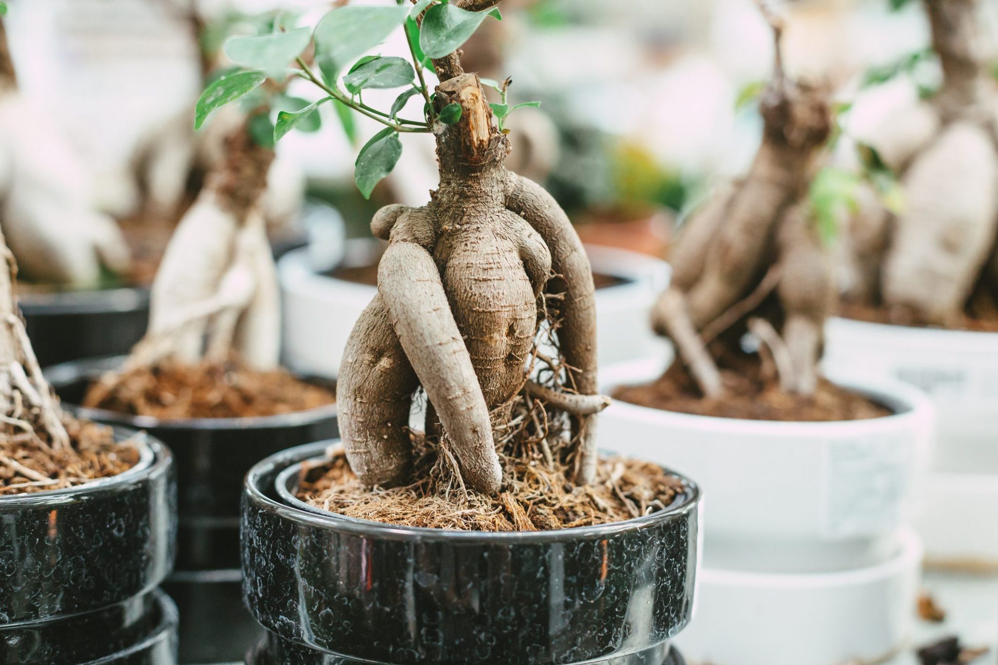 Bonsai ficus ginseng coltivazione e come curarlo Ohga!