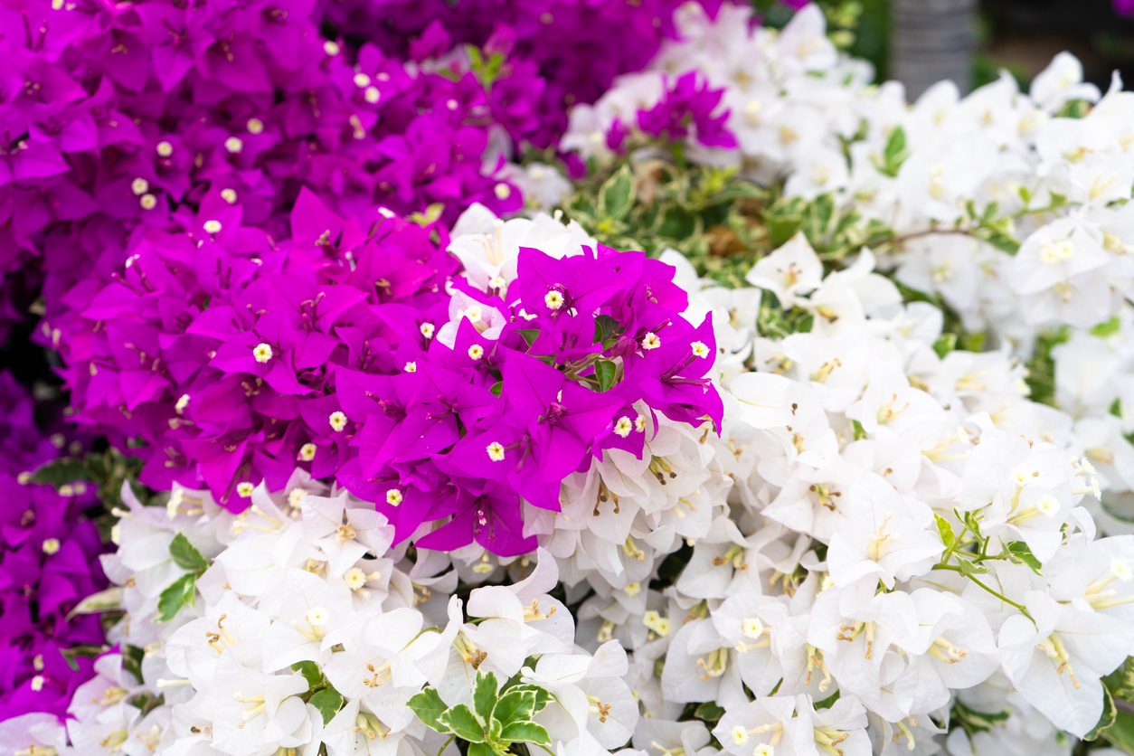 Bouganville varietà e come coltivarla in vaso Ohga!