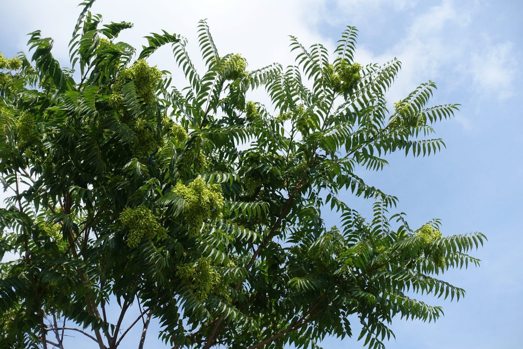 E Detto Albero Del Paradiso O Del Cielo