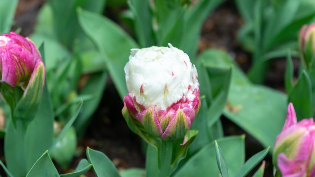 Il Fiore Della Smemorata Che Non Ricorda