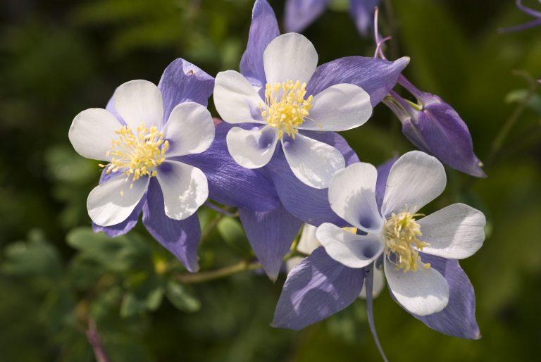 Il Fiore Della Smemorata Che Non Ricorda