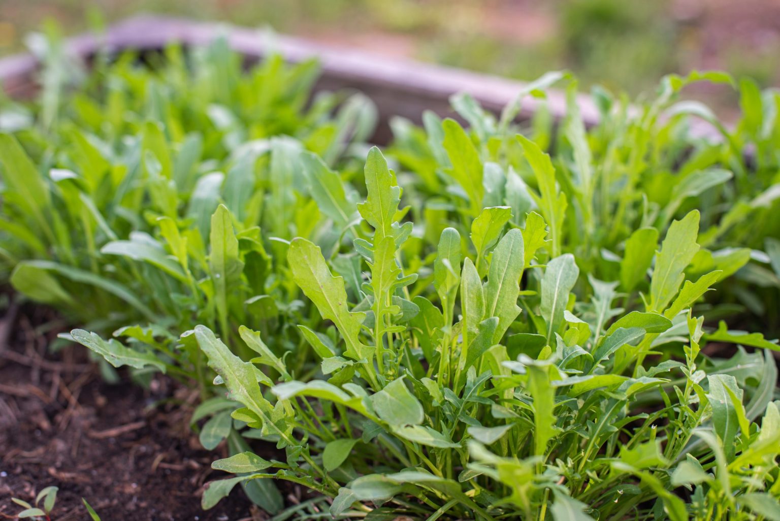 Rucola: proprietà e benefici | Ohga!