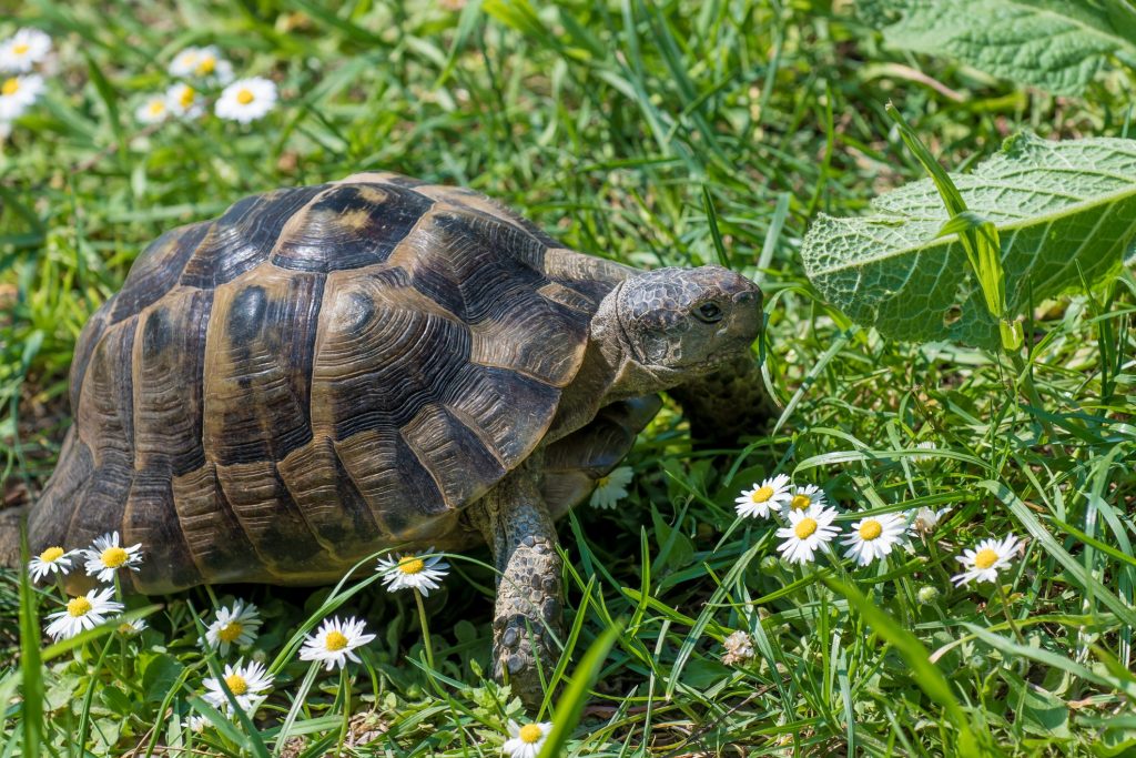 Come Lavare Le Tartarughe Di Terra