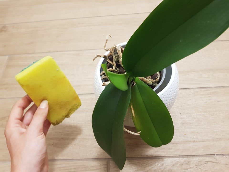 Come Salvare Un Orchidea Senza Foglie