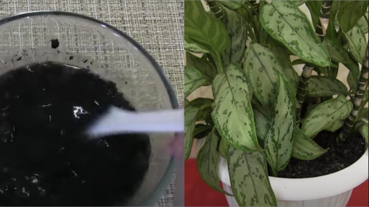 Come Salvare Un Orchidea Senza Foglie