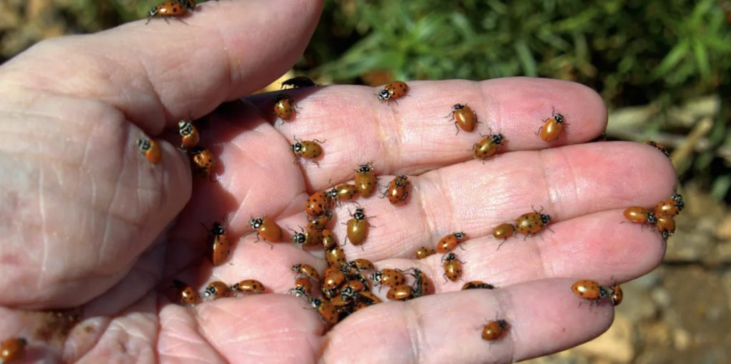 Coltello Per Ostriche Professionale Con Borsa - Apri Ostriche In Modo Sicuro E Facile - Foto 11