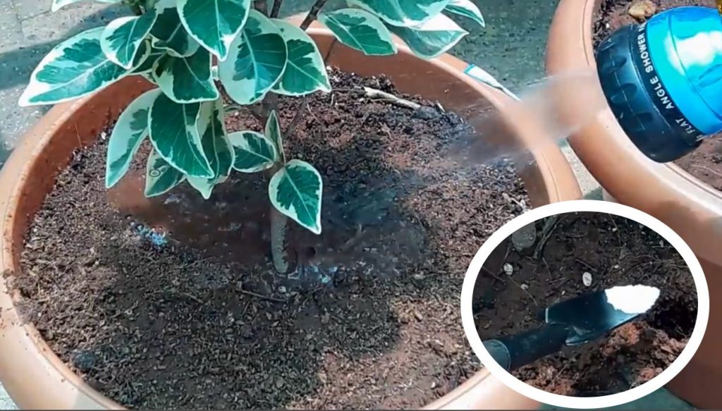 2 Vasi Per Irrigazione Automatica In Argilla – 12,7 Cm Con Coperchio – Palle D'Acqua Per Piante – Auto-innaffianti Per Oltre 2 Settimane – Terracotta Naturale