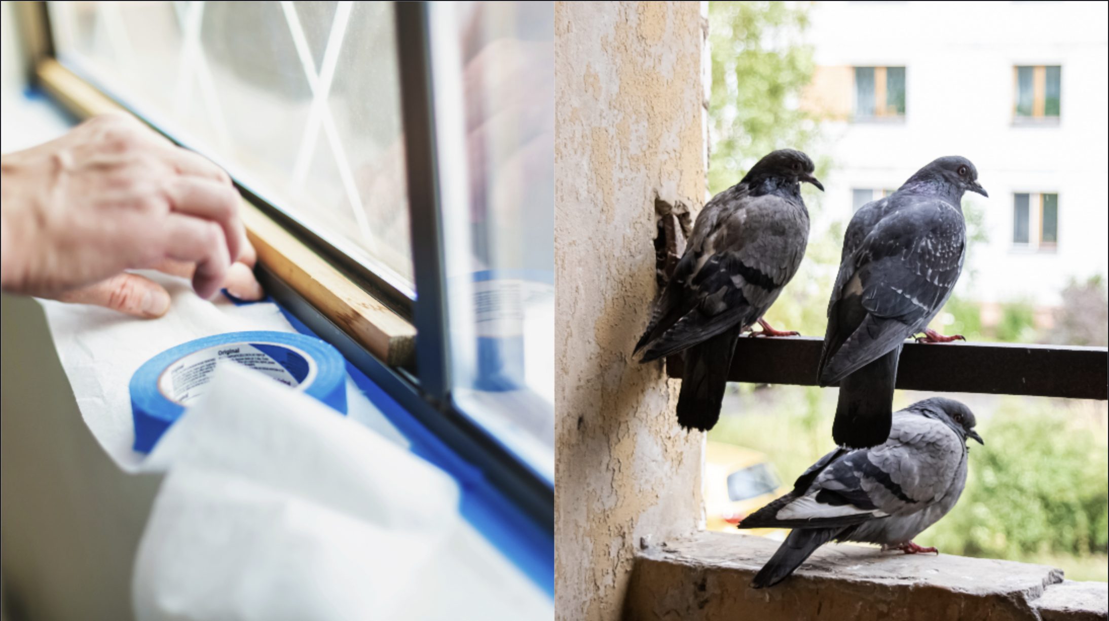 Come Allontanare Le Cornacchie Dal Balcone