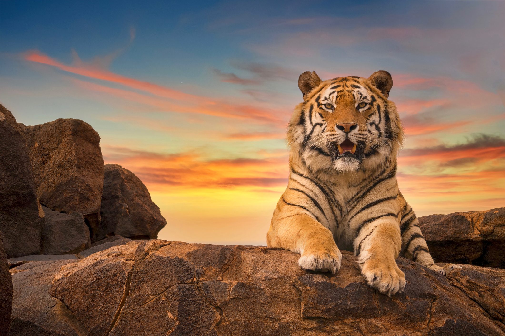 Tigre Del Bengala Caratteristiche Dove Vive E Il Rischio Estinzione Tigre Del Bengala Caratteristiche Dove Vive E Il Rischio Estinzione