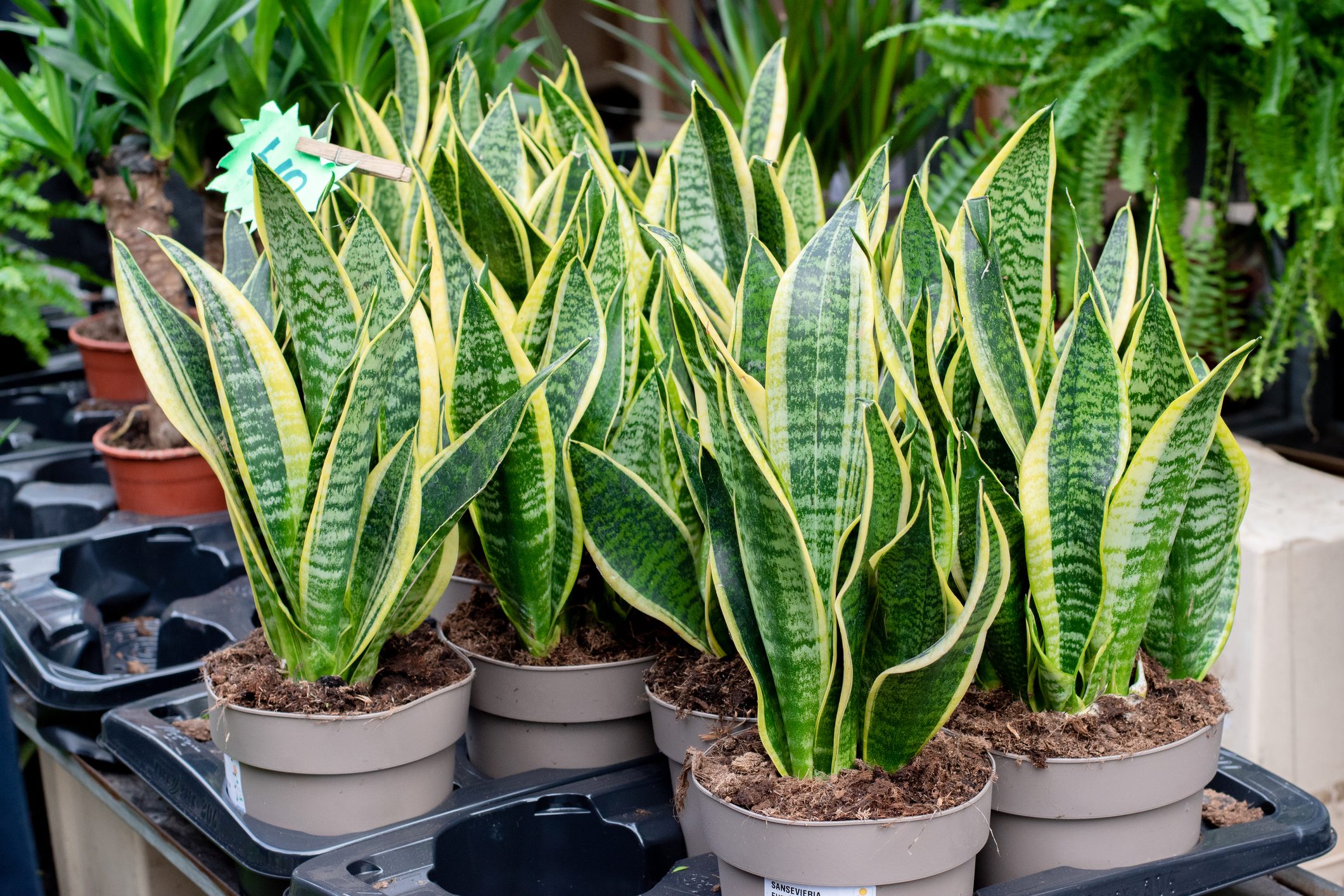 Sansevieria Tipi Cura E Come Si Coltiva Ohga 