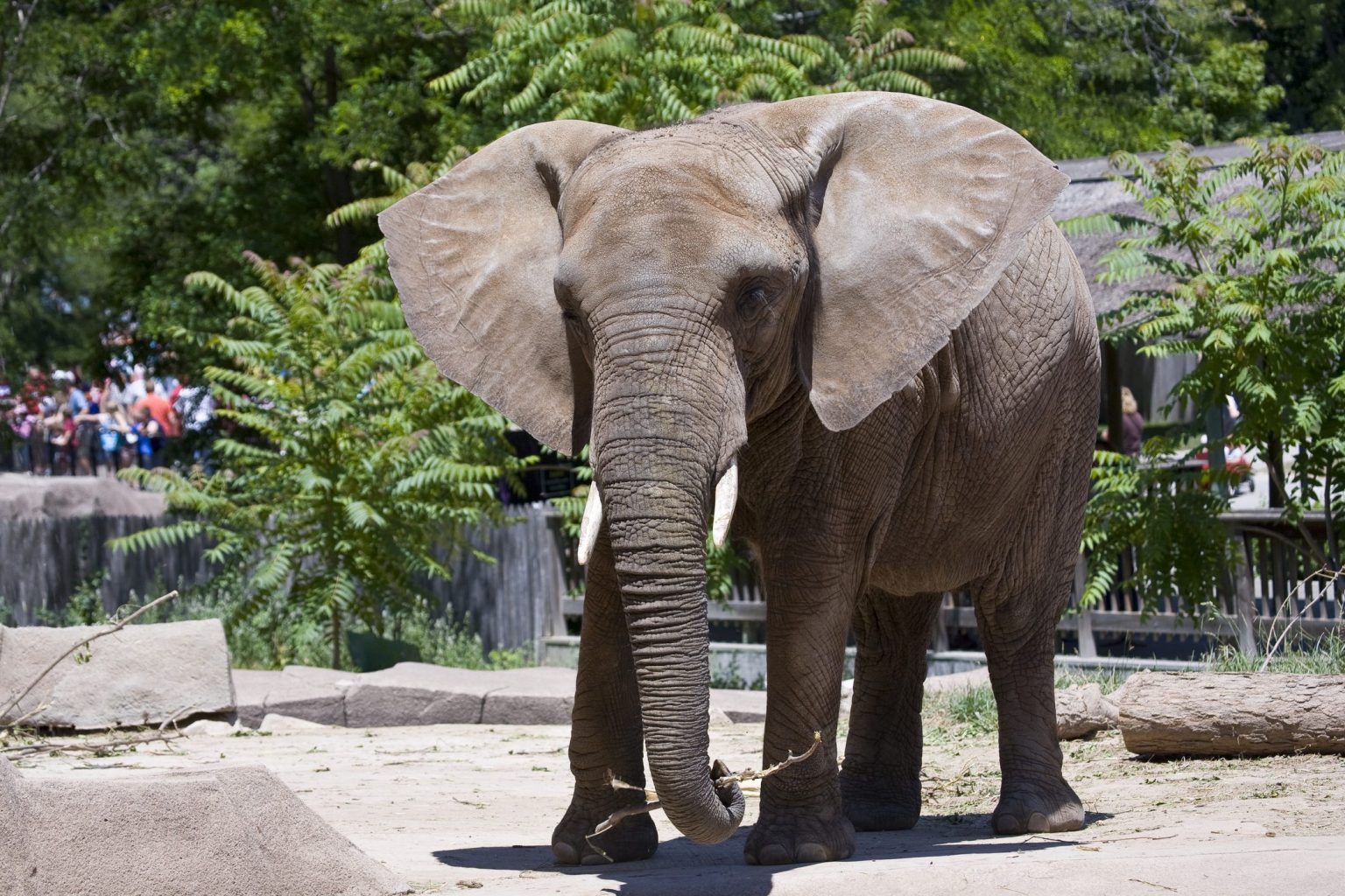 50 animali in via di estinzione