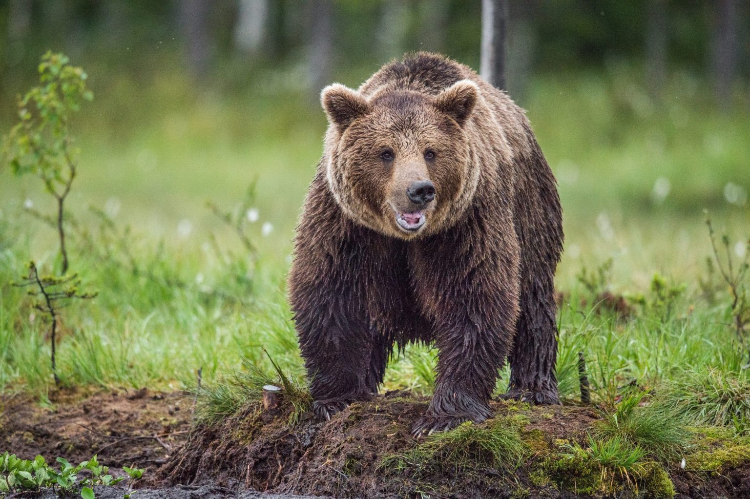 Maltrattamento animali finisce la prigionia dell'orso Mark in Albania Ohga! Maltrattamento animali finisce la prigionia dell'orso Mark in Albania Ohga!