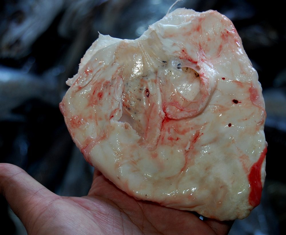 totoaba-messico-cina-mafia-traffico-cocaina-del-mare