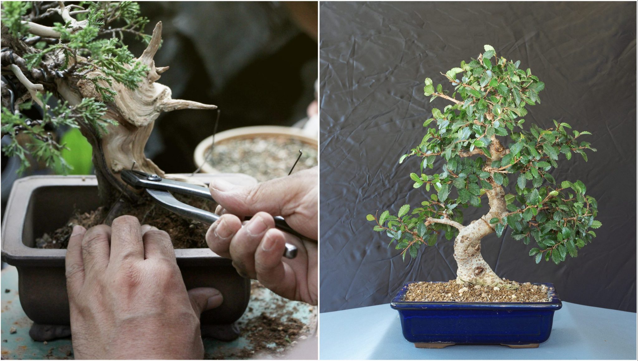 Come prendersi cura del bonsai in casa 4 cose da sapere assolutamente