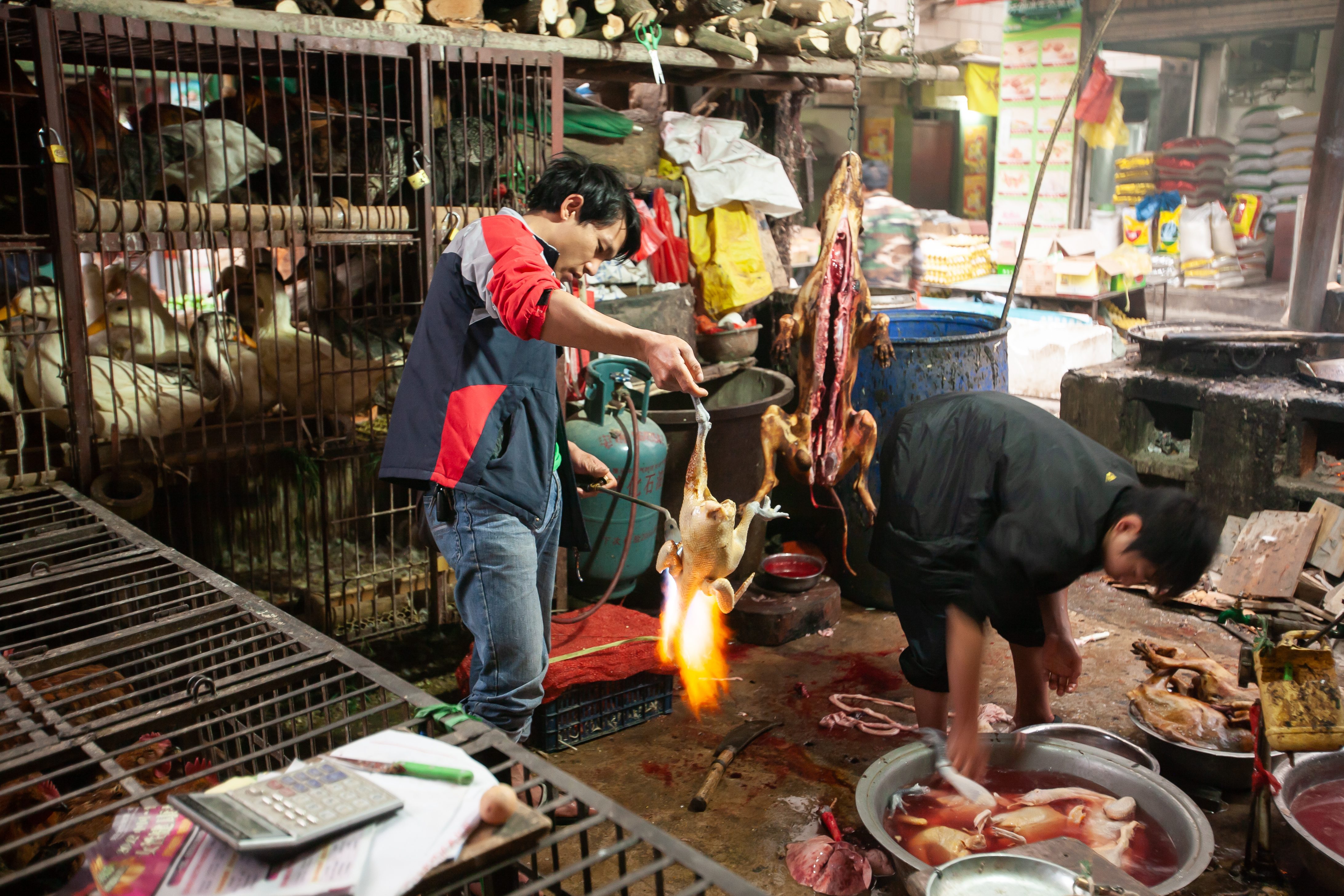 totoaba-messico-cina-mafia-traffico-cocaina-del-mare