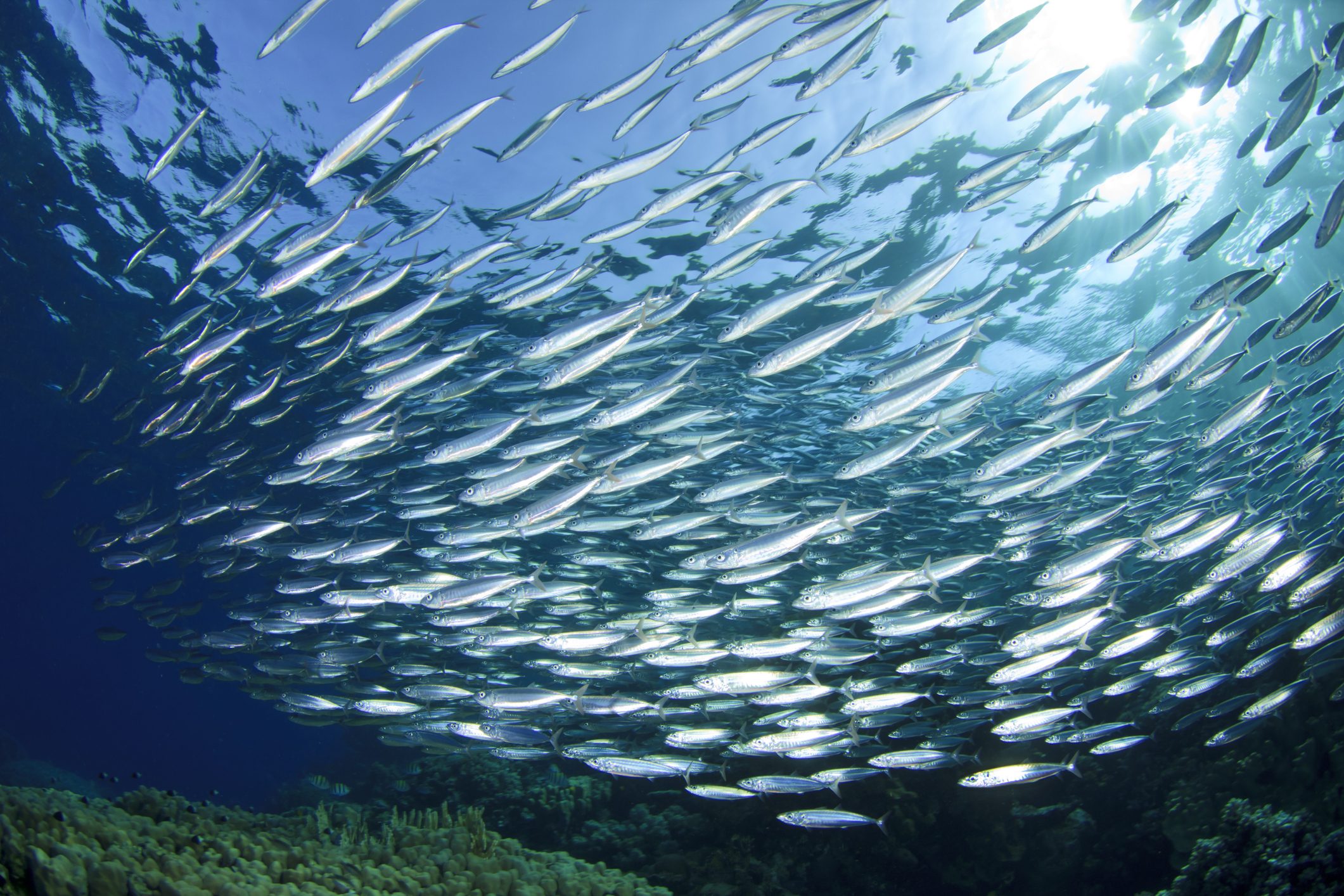 mangiare pesce varietà